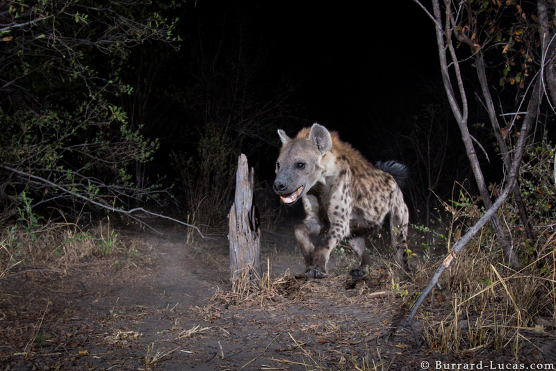 A hyena at night. Credit: Will Burrard-Lucas/WWF-US.